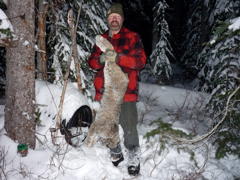 Trapline Hunts for wolf, lynx, wolverine