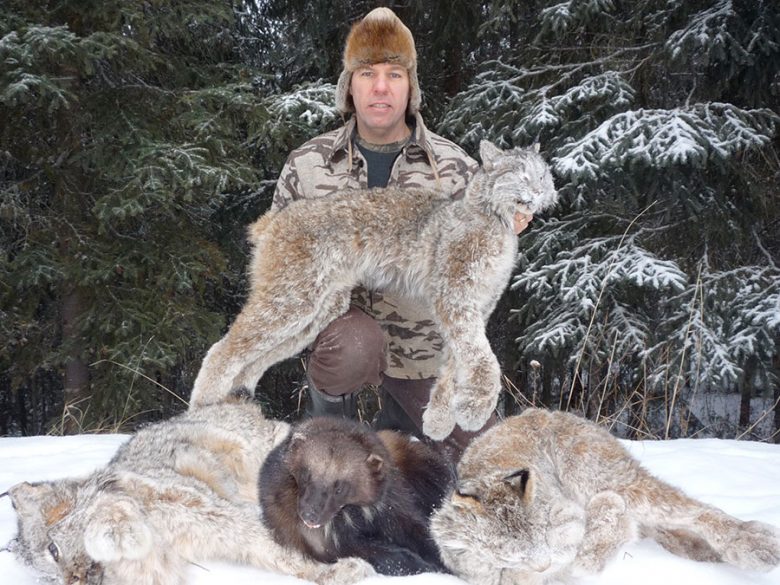 Trapline Hunts for wolf, lynx, wolverine
