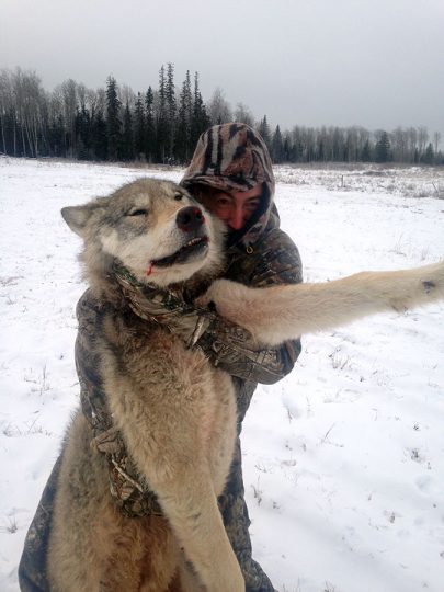 Wolf Hunting in BC