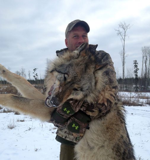 Wolf Hunting in BC