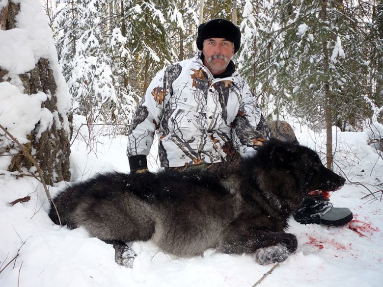 Wolf Hunting in BC