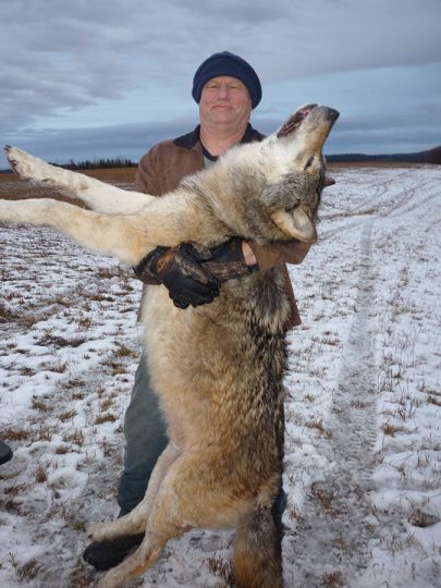 BC Wolf Hunt