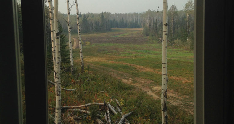 Food Plots and Tree Stands