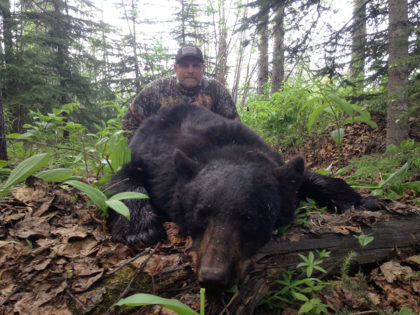 Hunting BC Black Bear