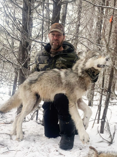 BC Wolf Hunting