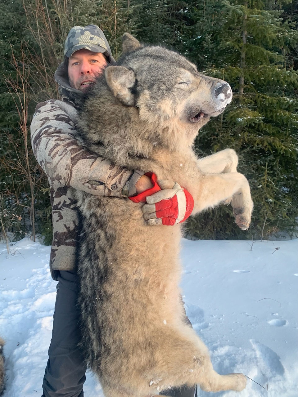 Wolf Hunts