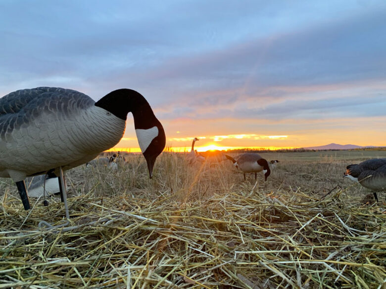 Canada Goose Hunt