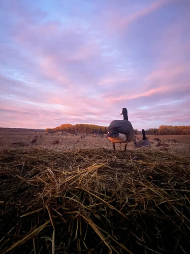 Hunting Geese in Vanderhoof