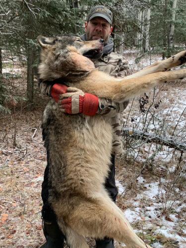 Wolf Hunting BC