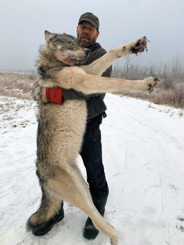 BC Wolf Hunting