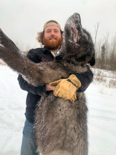 Hunting Wolves in BC