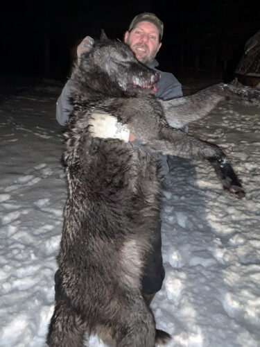 Winter Wolf Hunt