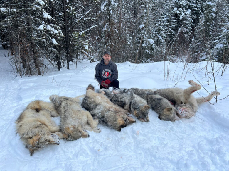 Winter Wolf Hunt