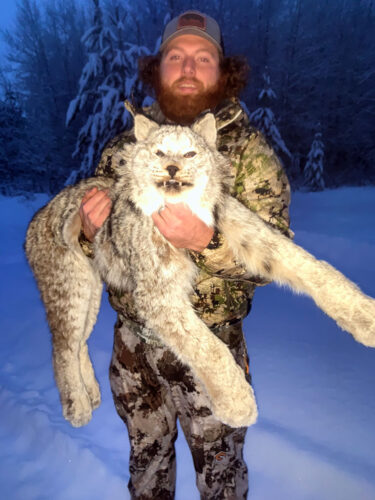 Winter Trapline Lynx