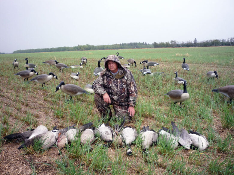 Canada Goose Hunt