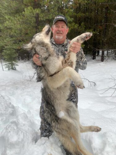 Wolf Hunting BC
