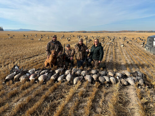 Goose Hunting in Vanderhoof