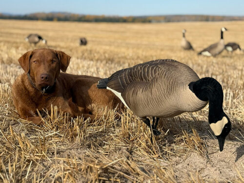 Goose Hunting in Vanderhoof